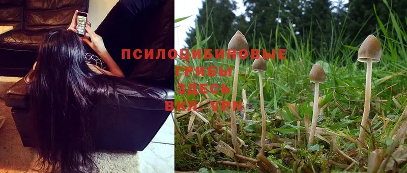 Галлюциногенные грибы Magic Shrooms  Добрянка 